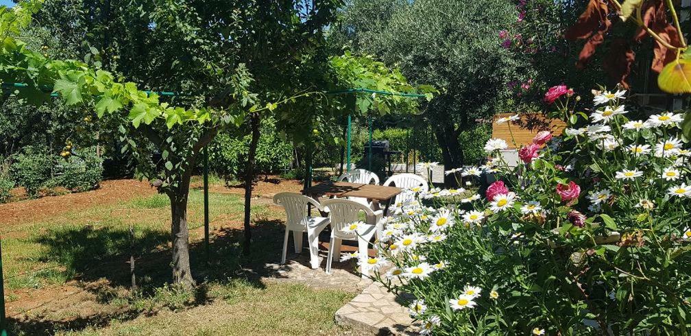 Appartamenti Clara Poreč Zewnętrze zdjęcie